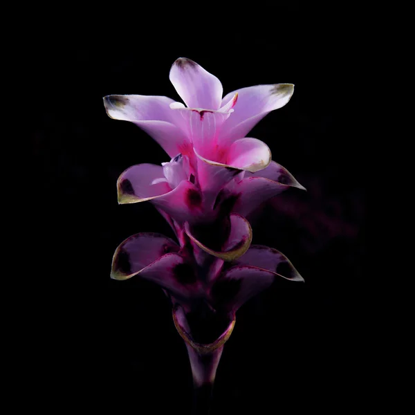 Flor (Pink Siam Tulip) aislada sobre fondo negro — Foto de Stock