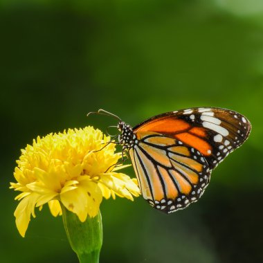 butterfly (Common Tiger) and beautiful yellow flower