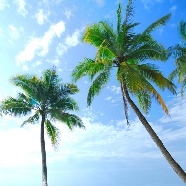 Beautiful Coconut tree on beach over sea 