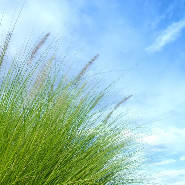 Cañas de hierba — Foto de Stock