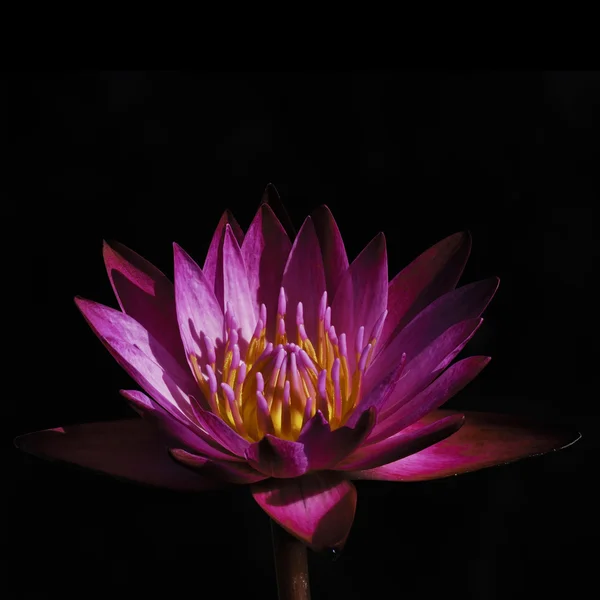 Bella Rosa Lotus isolato su sfondo nero — Foto Stock