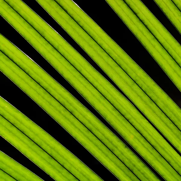 Coconut green leaves — Stok fotoğraf