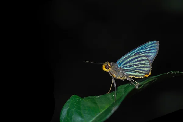 Motyl (zielony pasiasty Talmer) na liście izolować na czarny — Zdjęcie stockowe