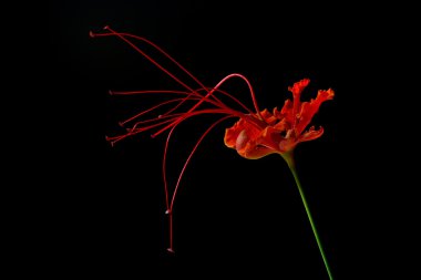 Beautiful Flower (Pride of Barbados) isolate on black background clipart