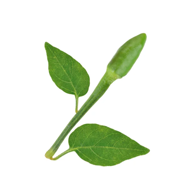 Ardei iute cu frunze — Fotografie, imagine de stoc