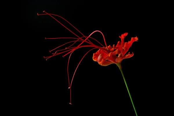 Nádherný květ (Pýcha Barbadosu) izolovat na černém pozadí — Stock fotografie