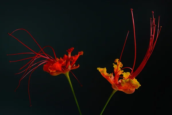 Bellissimo fiore (Orgoglio delle Barbados) isolato su sfondo nero — Foto Stock