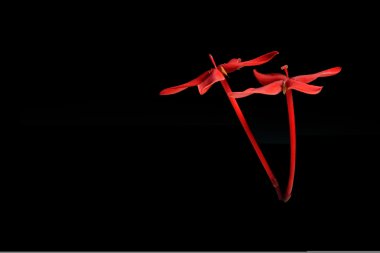 Kırmızı Rubiaceae çiçek izole siyah arka plan üzerine