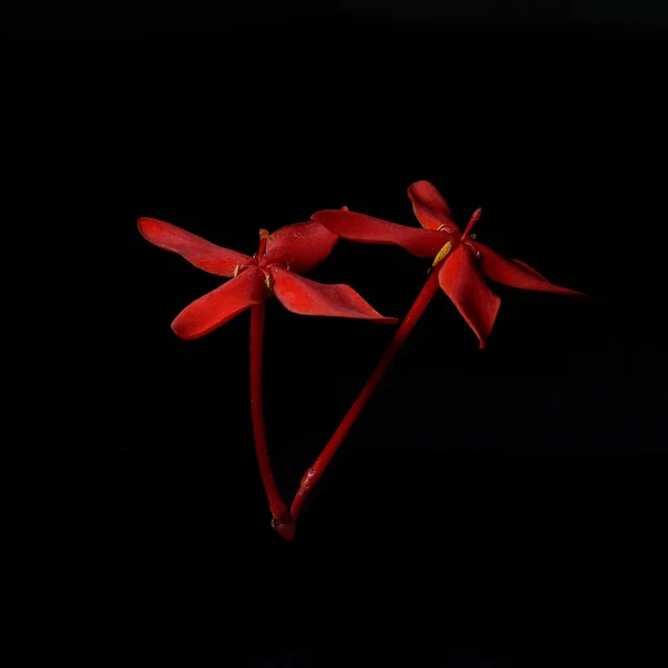 Rote Rubiaceae Blume isolieren auf schwarzem Hintergrund — Stockfoto