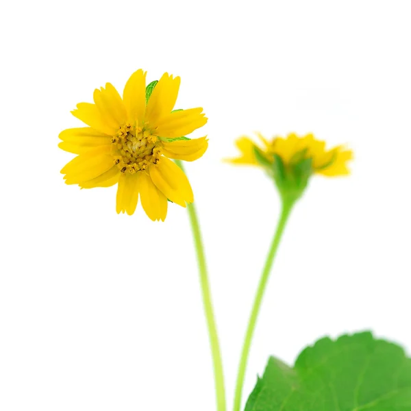 Little yellow star flower as background texture — Stock Photo, Image
