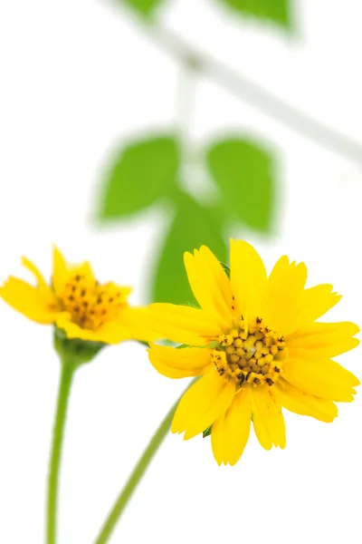 Little yellow star flower as background texture — Stock Photo, Image