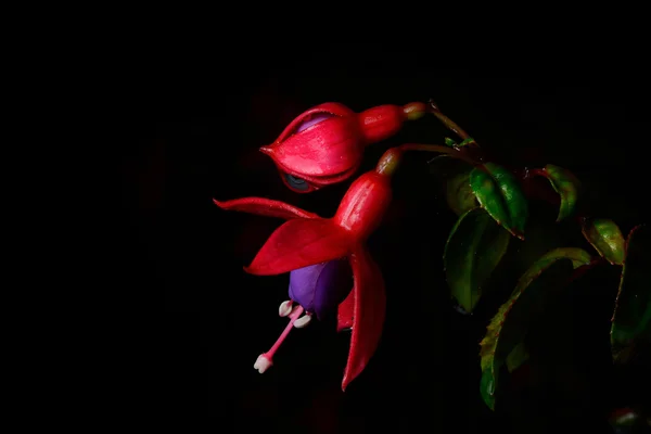 Krásný růžový květ (fuchsiová) izolovat na černém pozadí — Stock fotografie