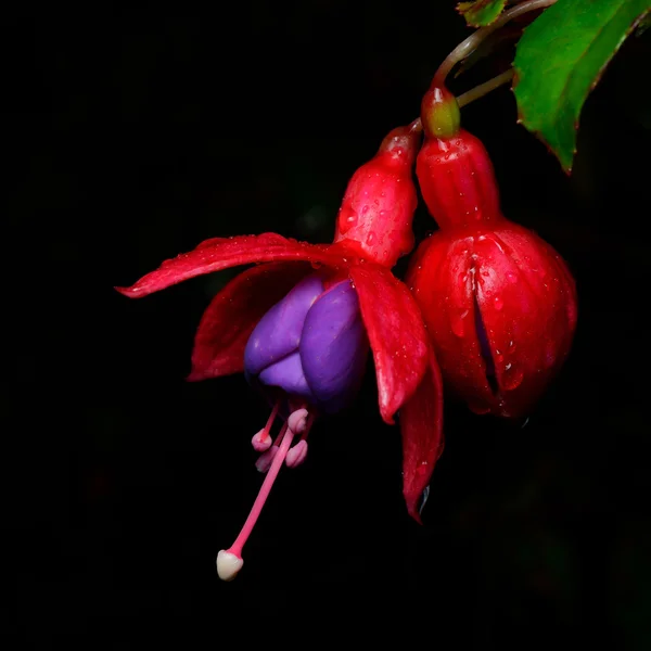 Bunga merah muda yang indah (Fuchsia) terisolasi pada latar belakang hitam — Stok Foto