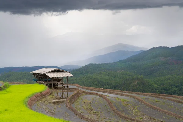 Hermoso paisaje terraza campo de arroz y cabaña cuando la temporada de lluvias —  Fotos de Stock