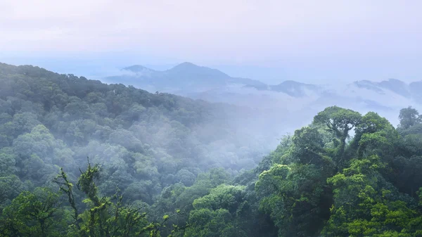 Зеленый лес и красивая гора в Интанон Чиангмай — стоковое фото