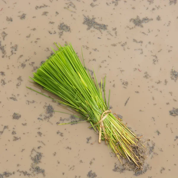Yere dikim önce taze çeltik pirinç — Stok fotoğraf