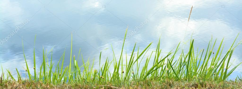 Grass flower isolate on white background Royalty Free Stock Photos