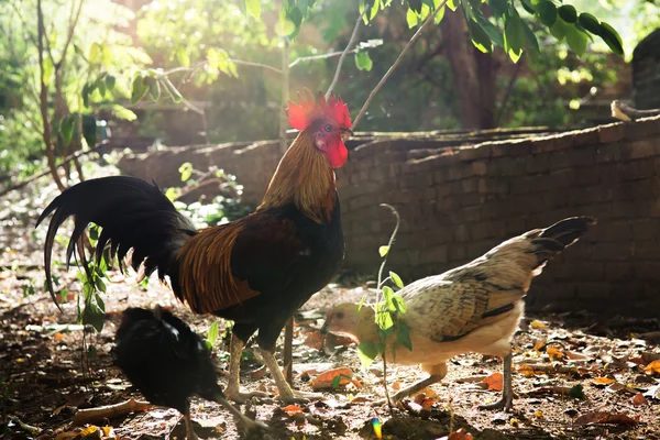 Een felgekleurde cockerel in habitat ochtendzon — Stockfoto