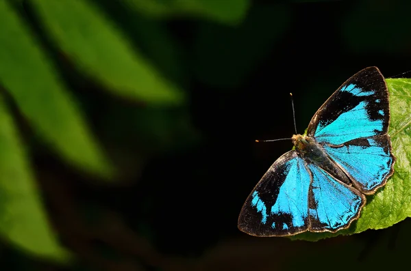 Motyl (wspólne Gem) perching na kwiat — Zdjęcie stockowe