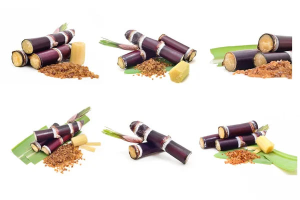 Şeker kamışı beyaz arka plan üzerinde izole topluluğu