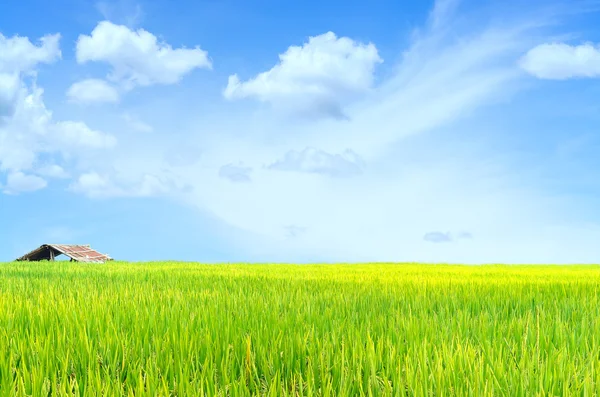 Paysage prairie point de vue et rizière verte paddy pour backgrou — Photo