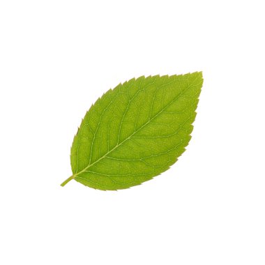 Tek gül yaprakları beyaz arka plan üzerinde izole