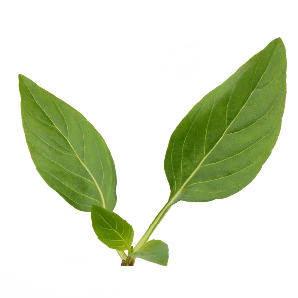 Sweet basil leaves isolated on white background — Stock Photo, Image