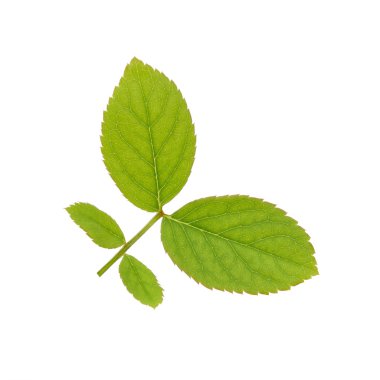 Beyaz arka plan üzerinde taze gül yaprağı izole