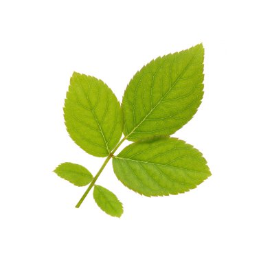 Beyaz arka plan üzerinde taze gül yaprağı izole