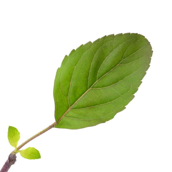 흰 배경에 분리되어 있는 바질 잎 — 스톡 사진