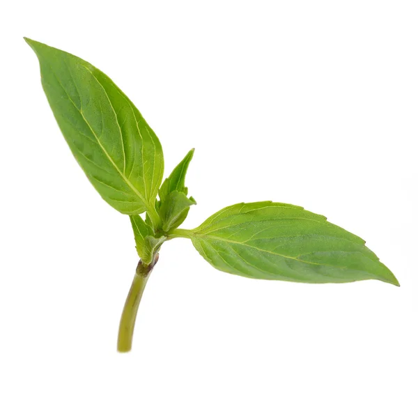 Sweet basil leaves isolated on white background — Stock Photo, Image