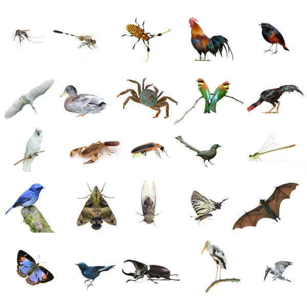 Yaban hayatı yaratıktan izole beyaz arka plan üzerinde