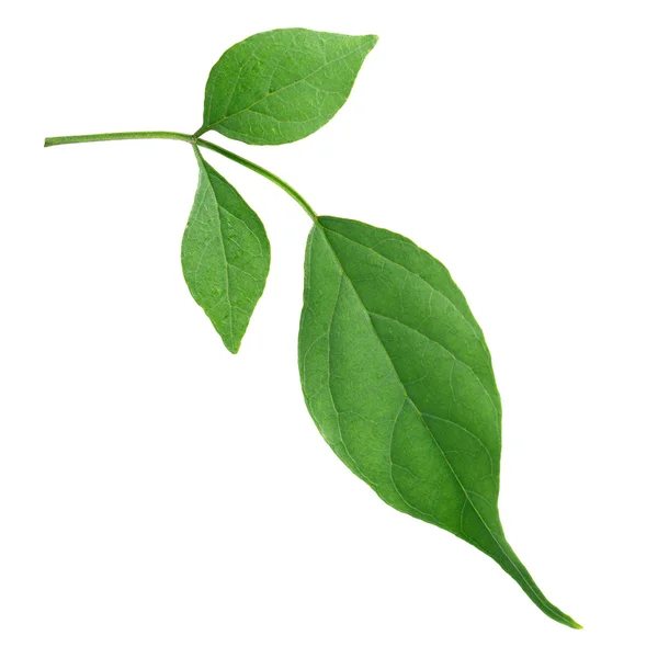 인도 코르크 나무 잎에 흰색 배경 격리 — 스톡 사진