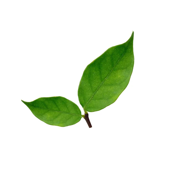 Hermosas hojas verdes (Wrightia religiosa) aisladas sobre fondo blanco — Foto de Stock