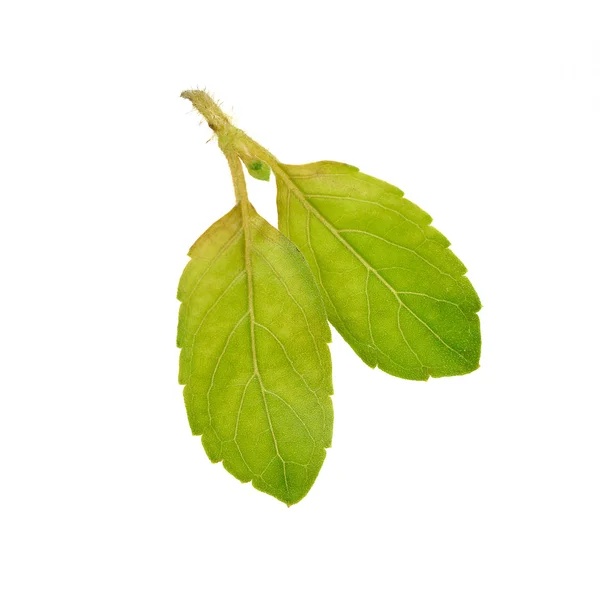 Basil leaves isolated on white background — Stock Photo, Image