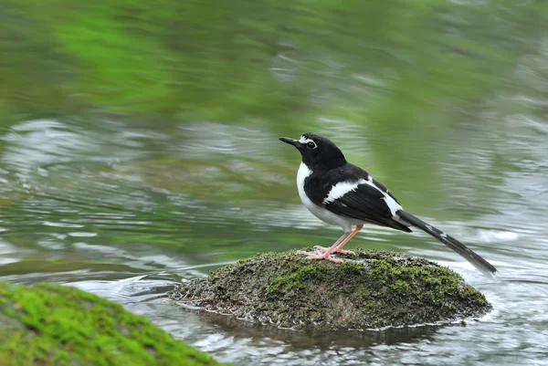 Forktail con respaldo negro, hermoso arroyo de aves y ríos —  Fotos de Stock