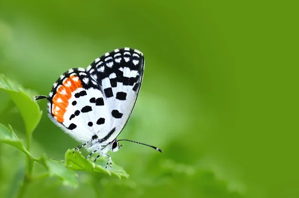 Barevný motýl (společná červená Pierrot) sedící na zelených listech — Stock fotografie