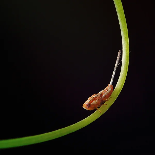 Planthopper poleiro sobre planta isolada em fundo preto — Fotografia de Stock