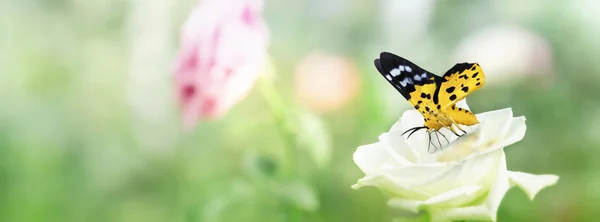 Farfalla appollaiata su rosa fiore bianco adatto da San Valentino — Foto Stock