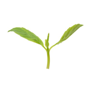 Beyaz zemin üzerine yeşil yaprakları yeni bud izole