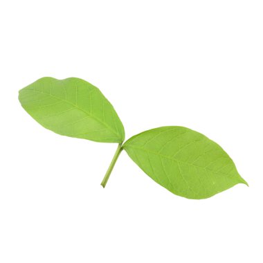 Beyaz zemin üzerine yeşil yaprakları yeni bud izole