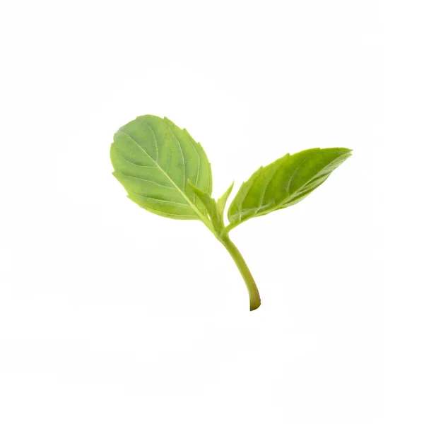 The leaves new bud isolate on white background — Stock Photo, Image