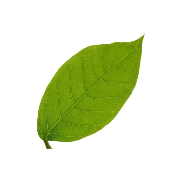 Όμορφο πράσινο φύλλο απομονωθεί σε λευκό φόντο — Φωτογραφία Αρχείου