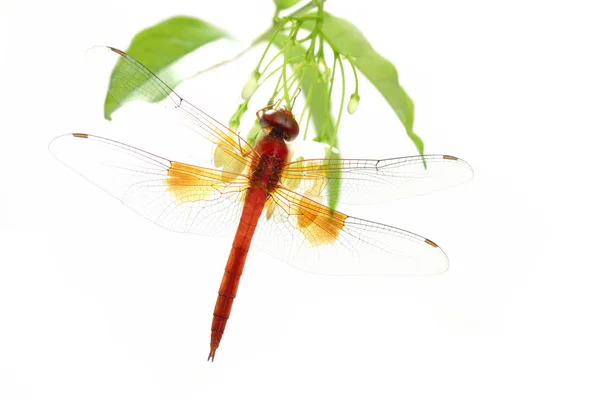 Red dragonfly perching on green leaf — Stock Photo, Image