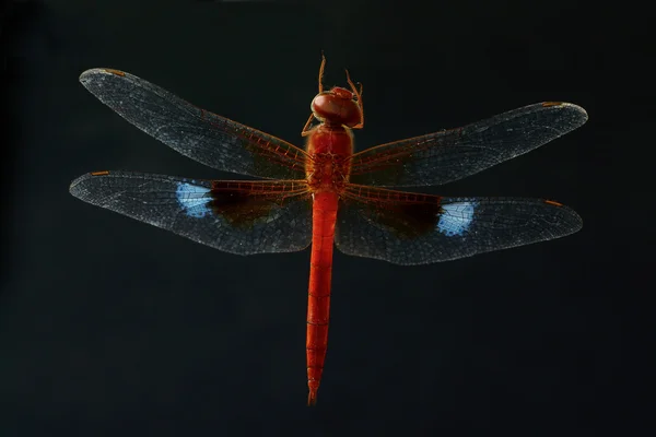 Libélula roja aislada sobre fondo negro — Foto de Stock