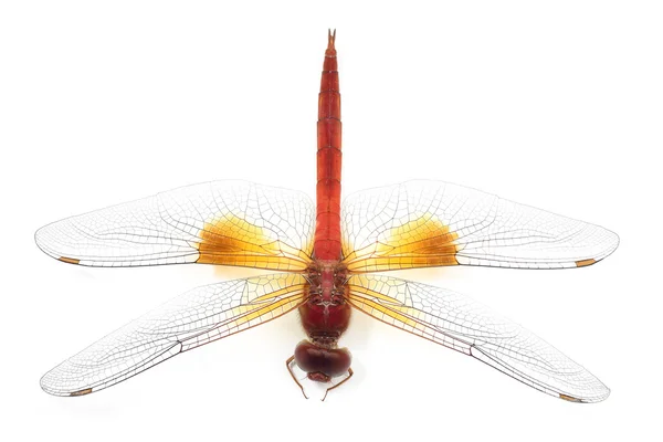 Beautiful dragonfly isolate on white background (Insect) — Stock Photo, Image