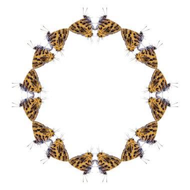 Kelebek zarar benziyor beyaz arka plan üzerinde geometrik şekiller