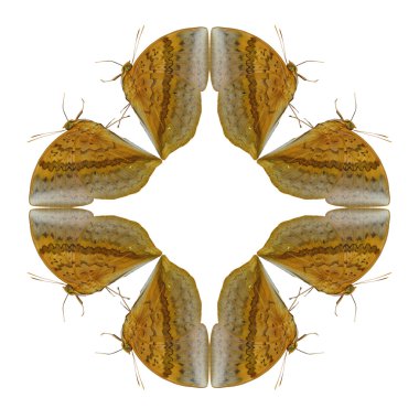 Kelebek zarar benziyor beyaz arka plan üzerinde geometrik şekiller