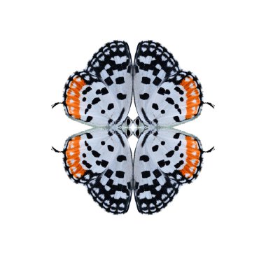 Geometrik kelebek şekli izole beyaz arka plan üzerinde