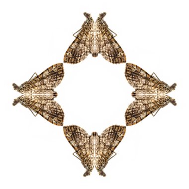 Geometrik kelebek şekli izole beyaz arka plan üzerinde